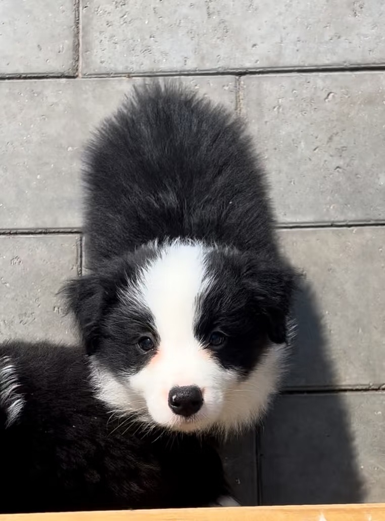 进牧羊犬的智商相当于六到八岁儿童，学习能力强